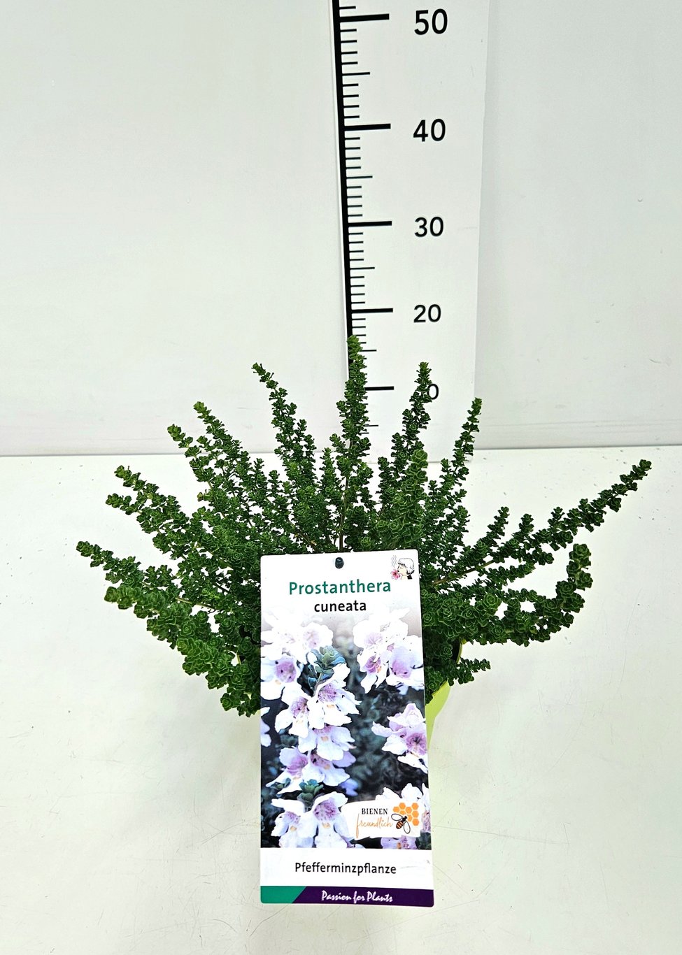 Prostanthera cuneata - C2 20-30 CM